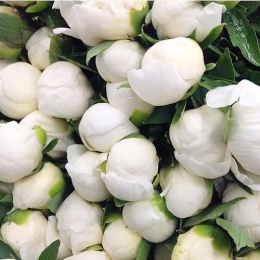 Белые пионы